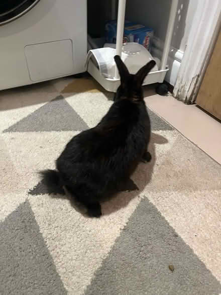 Photo of free black baby bunny (Longton ST3) #3
