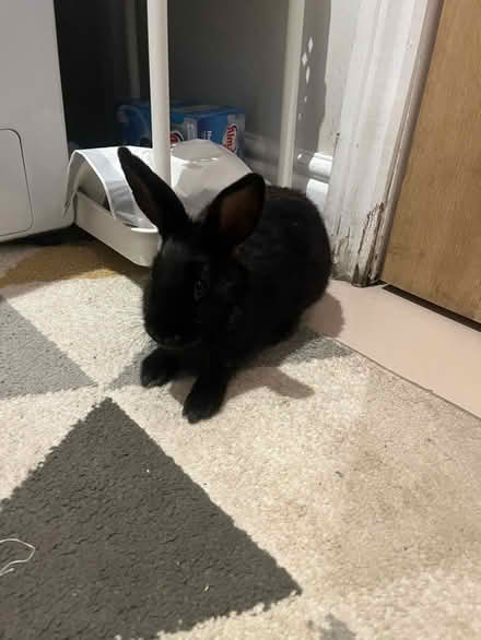 Photo of free black baby bunny (Longton ST3) #2