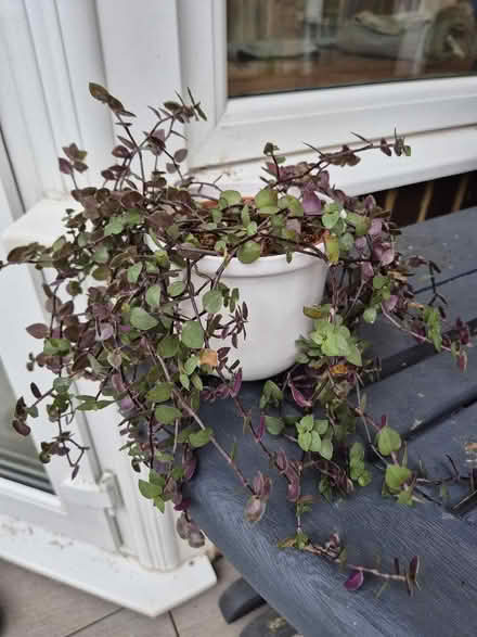 Photo of free House plants (Tytherington SK10) #1