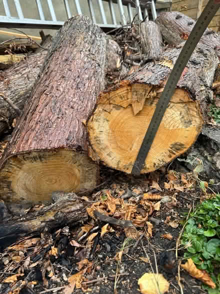 Photo of free Logs (Palmers Green N14 7) #1