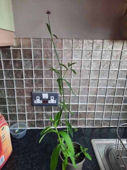 Photo of free Verbena Bonariensis plant (Morden SM4) #4