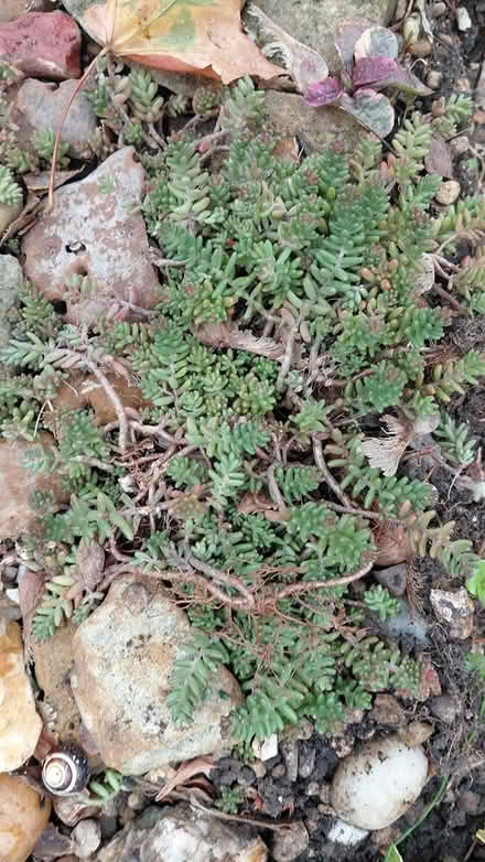 Photo of free Rockery plants (Sheffield S12) #2