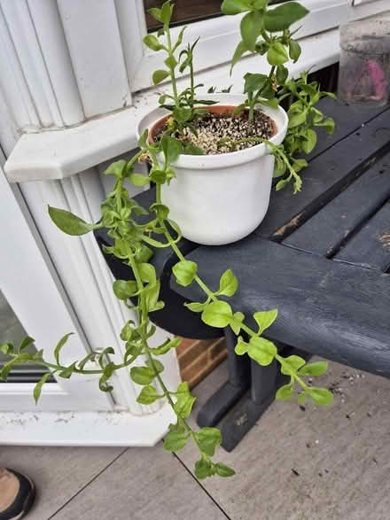 Photo of free House plants (Tytherington SK10) #2