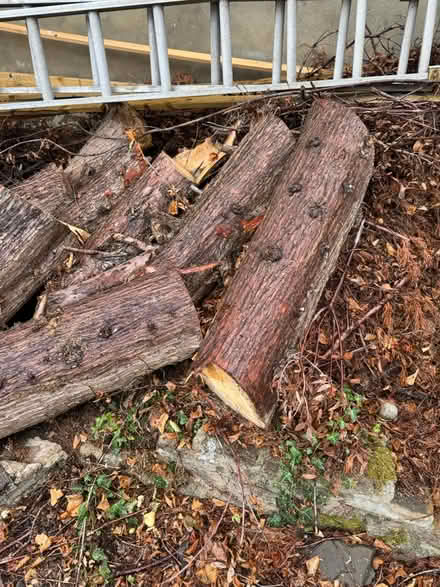 Photo of free Logs (Palmers Green N14 7) #4