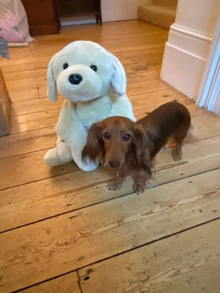 Photo of free Toy Labrador puppy soft toy (Epsom KT18) #3