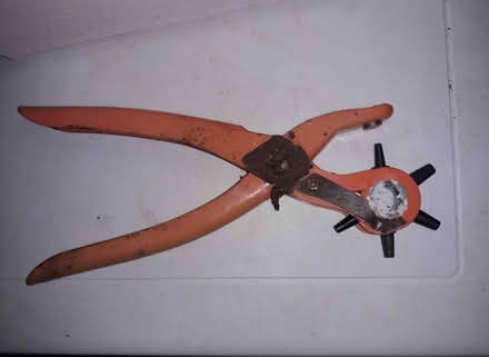 Photo of free Punch (Colchester CO1) #1