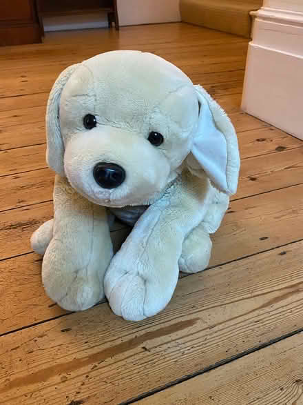 Photo of free Toy Labrador puppy soft toy (Epsom KT18) #1