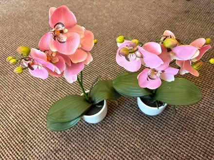 Photo of free Orchid (Southport PR9) #1