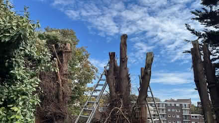 Photo of free Logs (East Blatchington BN25) #1