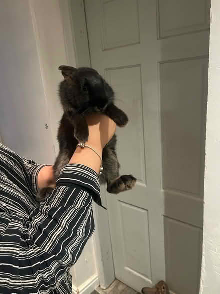Photo of free black baby bunny (Longton ST3) #1
