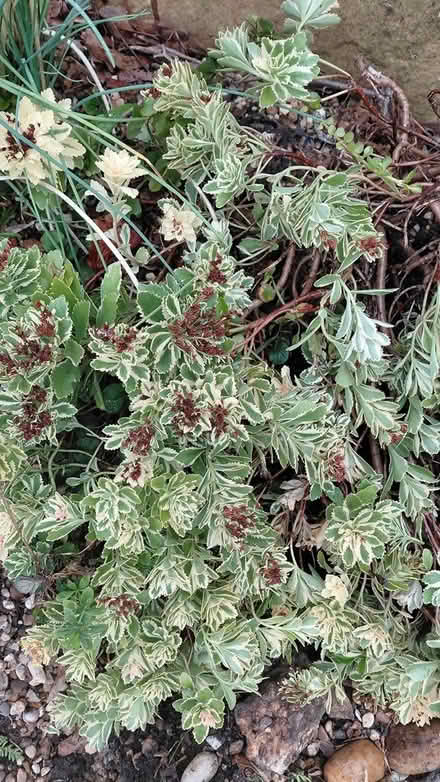 Photo of free Rockery sedum plants (Sheffield S12) #2