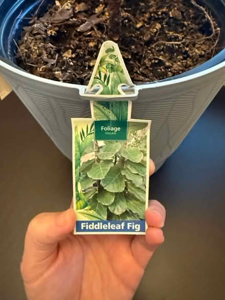 Photo of free Fiddleleaf Fig Plant (Near Downtown) #4