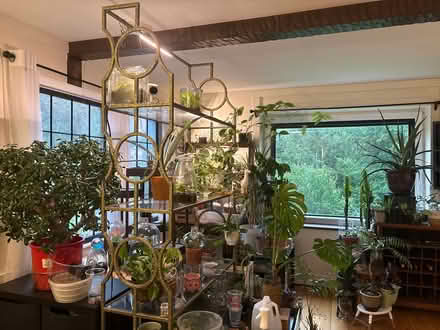 Photo of Plants, cuttings and planters (Warren) #1