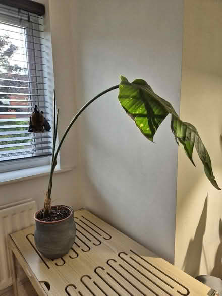 Photo of free House plants (Tytherington SK10) #3