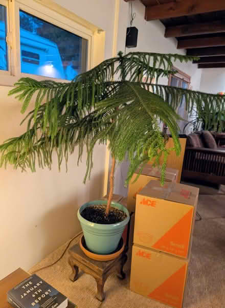 Photo of free Norfolk Pine (Grant/Swan) #1