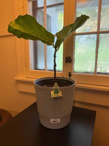 Photo of free Fiddleleaf Fig Plant (Near Downtown) #1