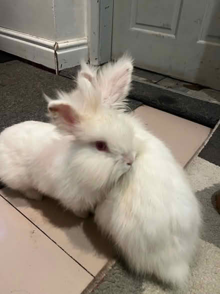 Photo of free two white lion head bunnies (Longton ST3) #3
