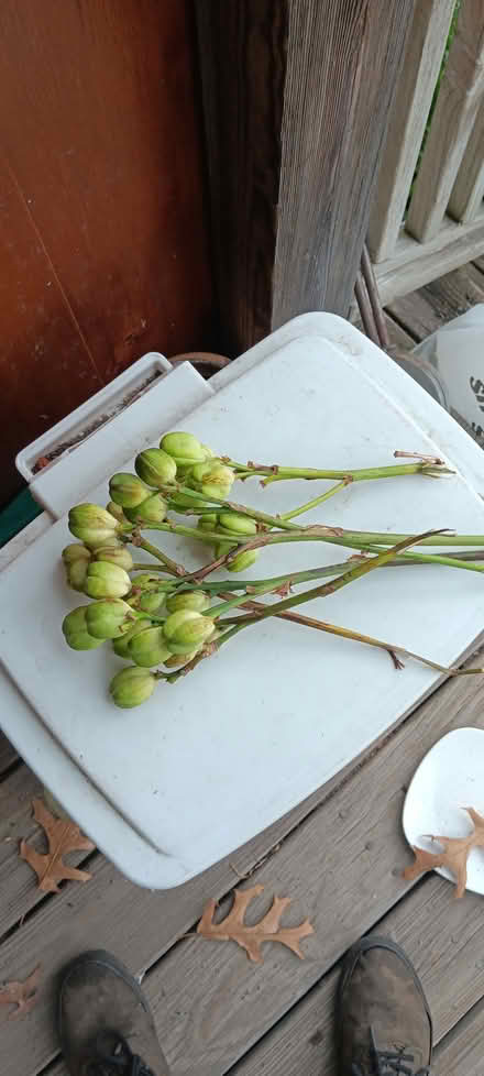 Photo of free day lilly seeds (melrose) #1