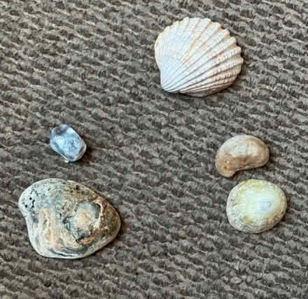 Photo of free Shells (Bow, East London. E3) #1