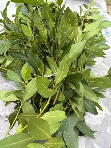 Photo of free Bay leaves (Norbury CR7) #1