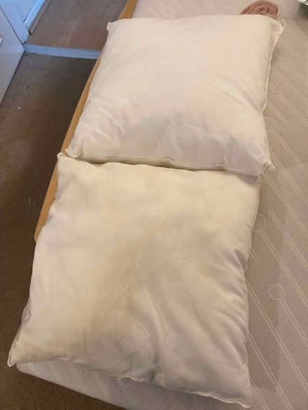 Photo of free Cushion inserts (Willingdon BN22) #1