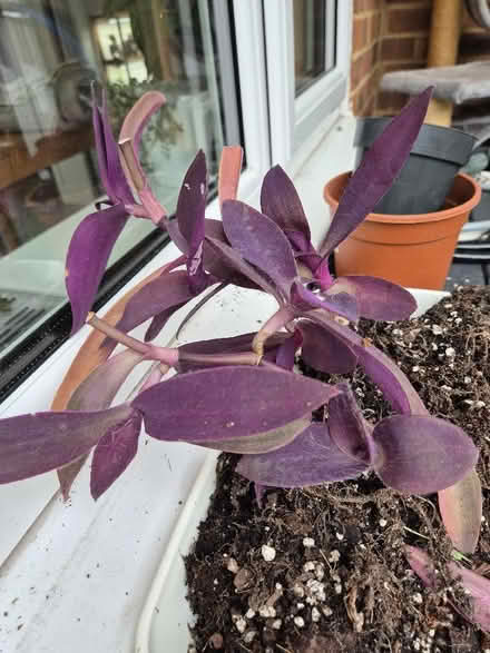 Photo of free House plants (Tytherington SK10) #4