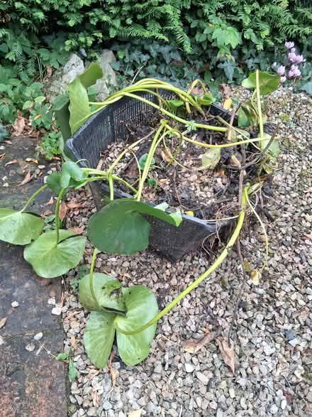 Photo of free Large Waterlily (Waddon TQ13) #1