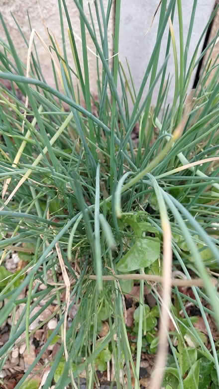 Photo of free Chives herb for garden (Sheffield S12) #1