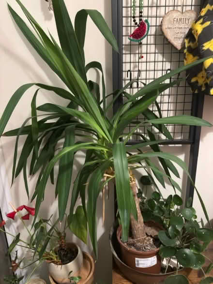 Photo of free Yucca cane / Yucca elephantipes (TW10 HAM) #1