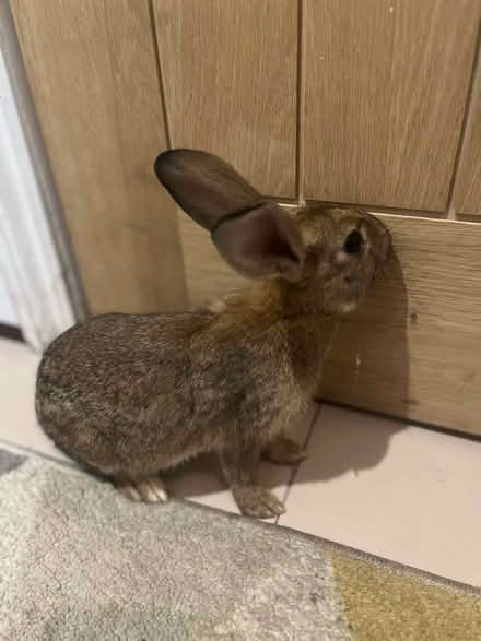 Photo of free brown rabbit (Longton ST3) #2