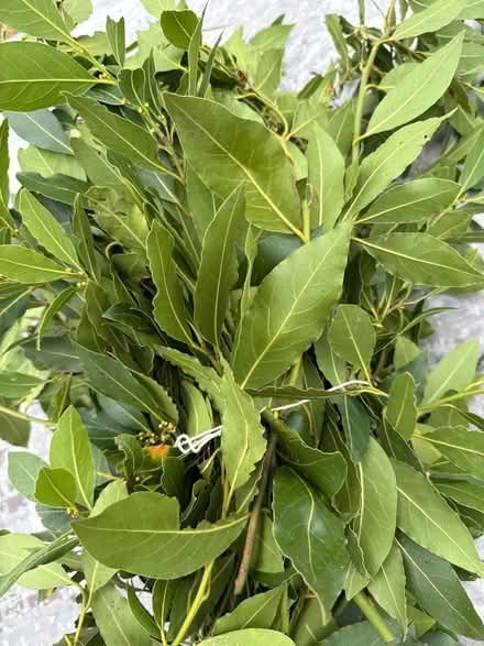 Photo of free Bay leaves (Norbury CR7) #2