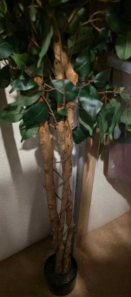 Photo of free Fake tree (East Dulwich SE22) #3