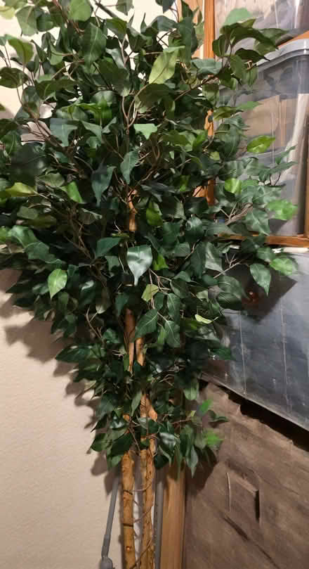 Photo of free Fake tree (East Dulwich SE22) #2