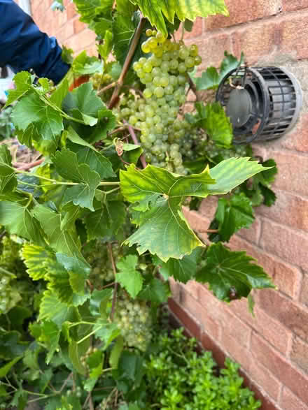 Photo of free winemaking grapes (Handsworth Wood B20) #1