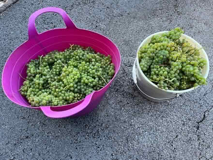 Photo of free winemaking grapes (Handsworth Wood B20) #2