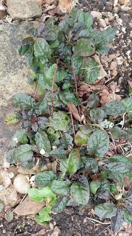 Photo of free Rockery plants (Sheffield S12) #1