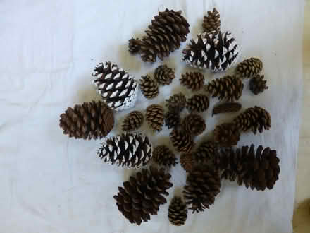 Photo of free Christmas decorations (Littleover DE23) #4