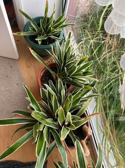 Photo of free Potted Palm(s) (Willingdon BN22) #1