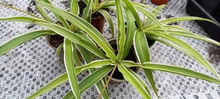 Photo of free Spider plants (Harrogate HG2) #1