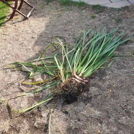 Photo of free Pond plants (Welling DA16) #1