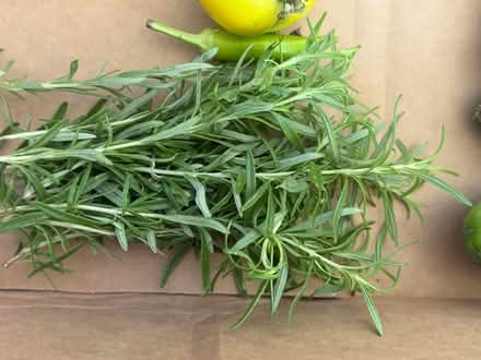 Photo of free Fresh picked organic veggies (Fair Lawn, NJ) #4