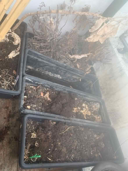 Photo of free 5 plant pots (Thamesmead DA18) #1