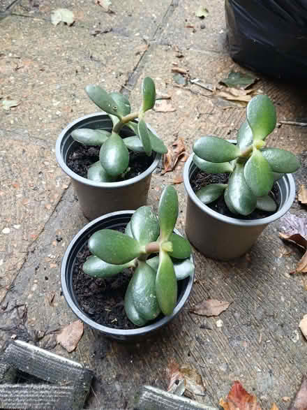 Photo of free Jade plant (West Hill TN34) #1