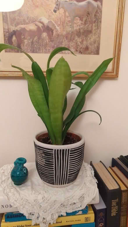 Photo of free Plant with pot (Guildford GU1) #1