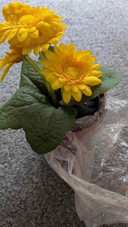 Photo of free Artificial plants (NN3 8XJ) #2