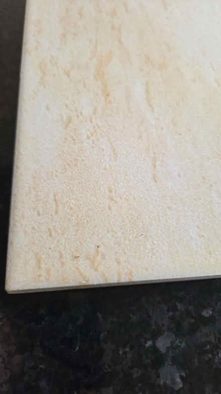 Photo of free Floor tiles (Monewden IP13) #4