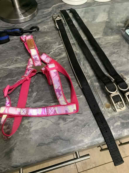 Photo of free Dog harness and collars (Sutton valence ME17) #1