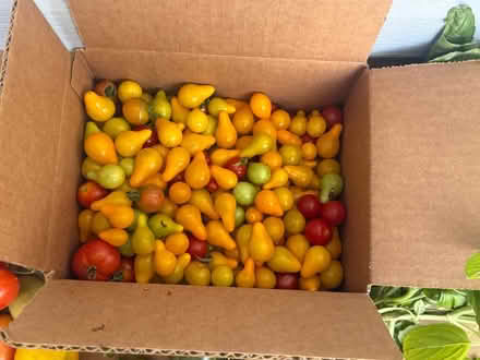 Photo of free Fresh picked organic veggies (Fair Lawn, NJ) #2