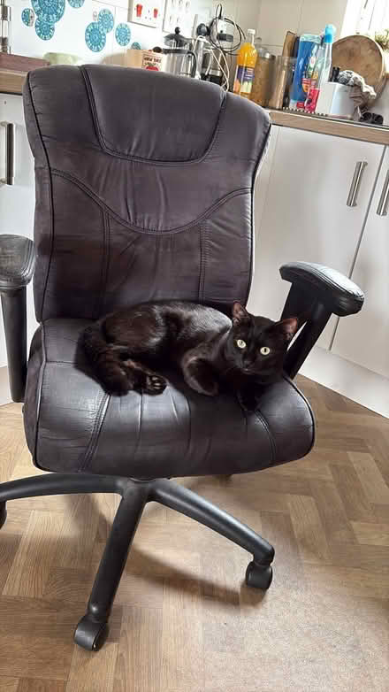 Photo of free Office chair (Lockleaze BS7) #1
