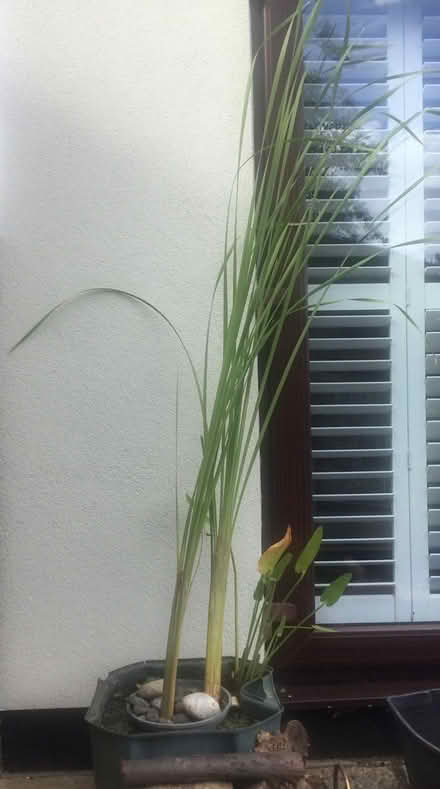 Photo of free Pond plants x 4 (all the same) (Wickford, Essex SS11) #2